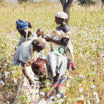 Cotton farm