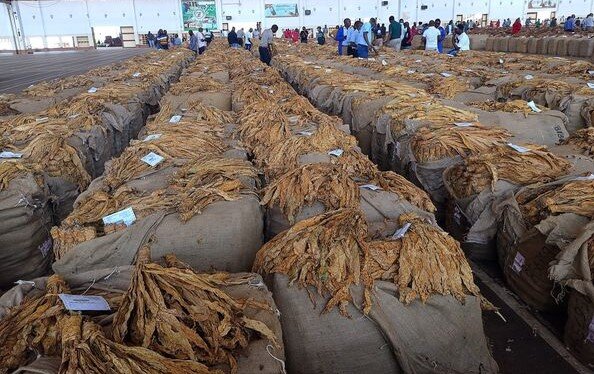 Tobacco Auction Floors