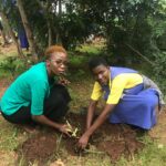 AFRICAN HARMONY CORRECTIVE PLANTS TREES AT SAKATA PRIMARY