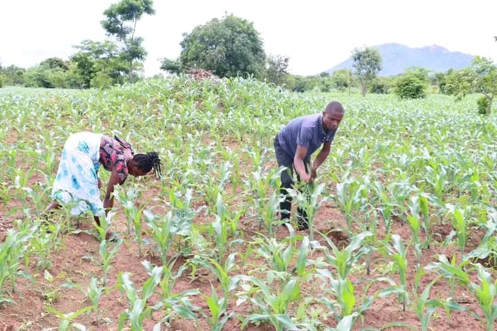 FARMERS HAIL FISP IN ZOMBA DISTRICT