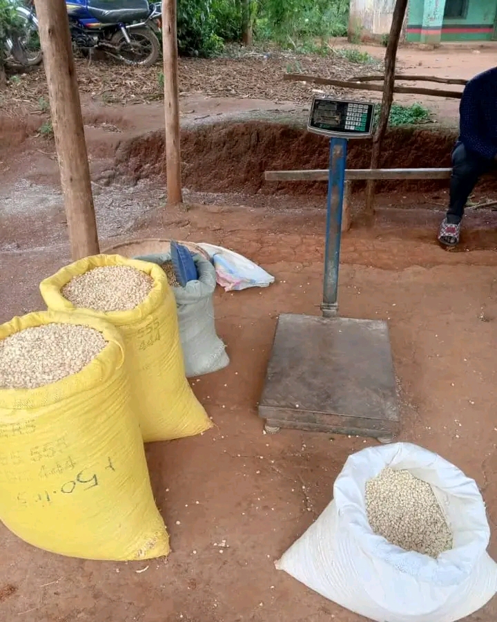 MAIZE PRICES VARY SHARPLY BETWEEN MWANZA AND LIRANGWE MARKETS